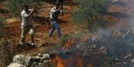 مستوطنون يشعلون النار في أراضي زراعية شمال نابلس
