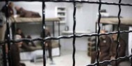 الأسير «جرادات» يدخل عامه الـ 20 في سجون الاحتلال